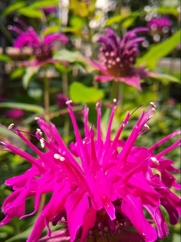 モナルダの投稿画像 By ひろぽんさん 赤紫色の花とハーブと快晴と花のある暮らしと庭の宿根草とお庭を彩るお花 樹木フォトコン 19月6月19日 Greensnap グリーンスナップ
