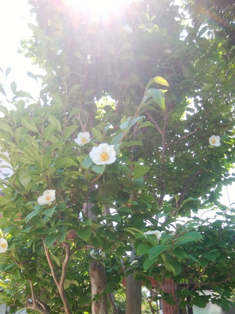 シャラの木 夏椿の投稿画像 By ミエコさん 逆光と北の大地北海道と花のある暮らしと頑張れ えっこと白い花と小さな庭と逆光と北の大地北海道と花 のある暮らしと頑張れ えっこと白い花 19月6月19日 Greensnap グリーンスナップ Greensnap グリーンスナップ