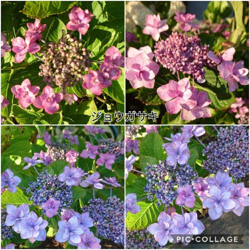 紫陽花③横浜イングリッシュガーデン2020の紫陽花.他｜🍀GreenSnap