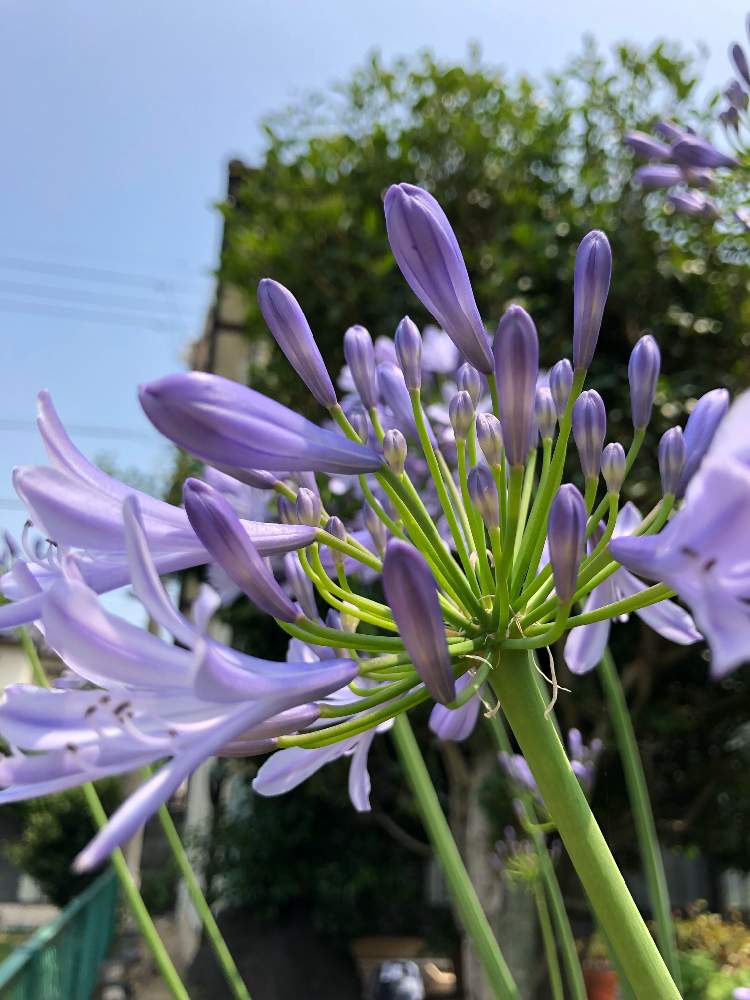 アガパンサスの投稿画像 By 和さん ムラサキの花とアガパンサス とさいた 19月6月19日 Greensnap グリーンスナップ