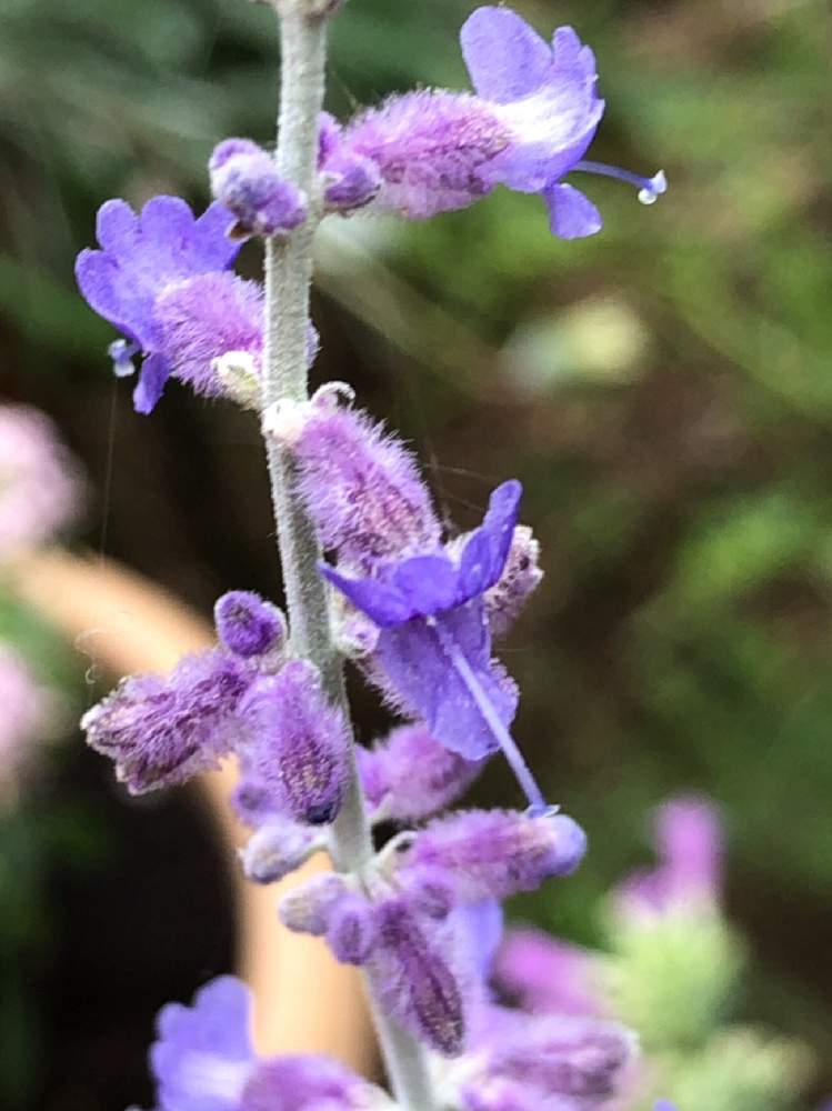 ハーブ/ロシアンセージの投稿画像 by まゆっちさん｜いいかおりと寄せ植えとハーブの寄せ植えとハーブのある暮らしと花