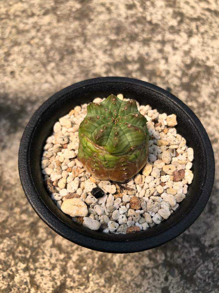 ユーフォルビア　シンメトリカ　2頭 ユーフォルビア シンメトリカ 2頭 ユーフォルビア・子吹き