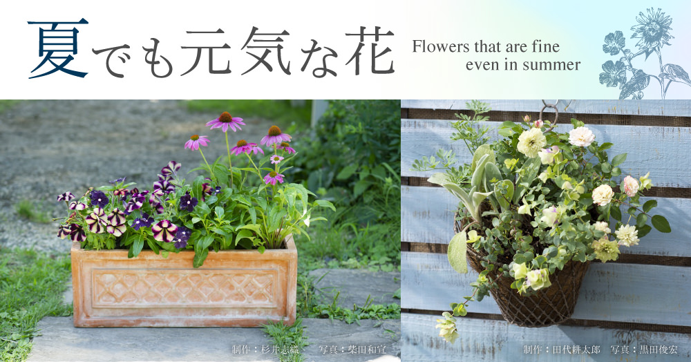 入賞作品は園芸ガイドに掲載！『夏でも元気な花』フォトコンテスト