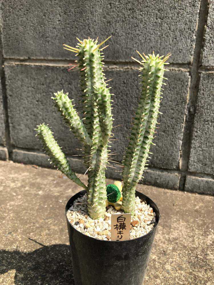 ユーフォルビア・白樺キリン｜🍀GreenSnap（グリーンスナップ）