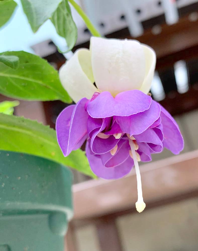 フクシアの投稿画像 By Nanaさん フクシア フェイと花のある暮らしと花盛りとお庭を彩るお花 樹木フォトコン 19月6月19日 Greensnap グリーンスナップ