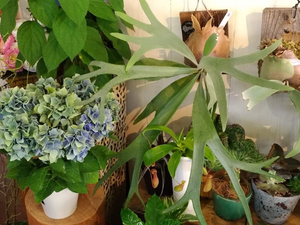 ネペンテスの投稿画像 By ﾏｻさん ユーフォルビアマハラジャとビカクシダ ホワイトホークと秋色あじさいクリスタルとユーフォルビアとネペンテス属とビカクシダホワイトホークと雨に輝く 19月6月19日 Greensnap グリーンスナップ