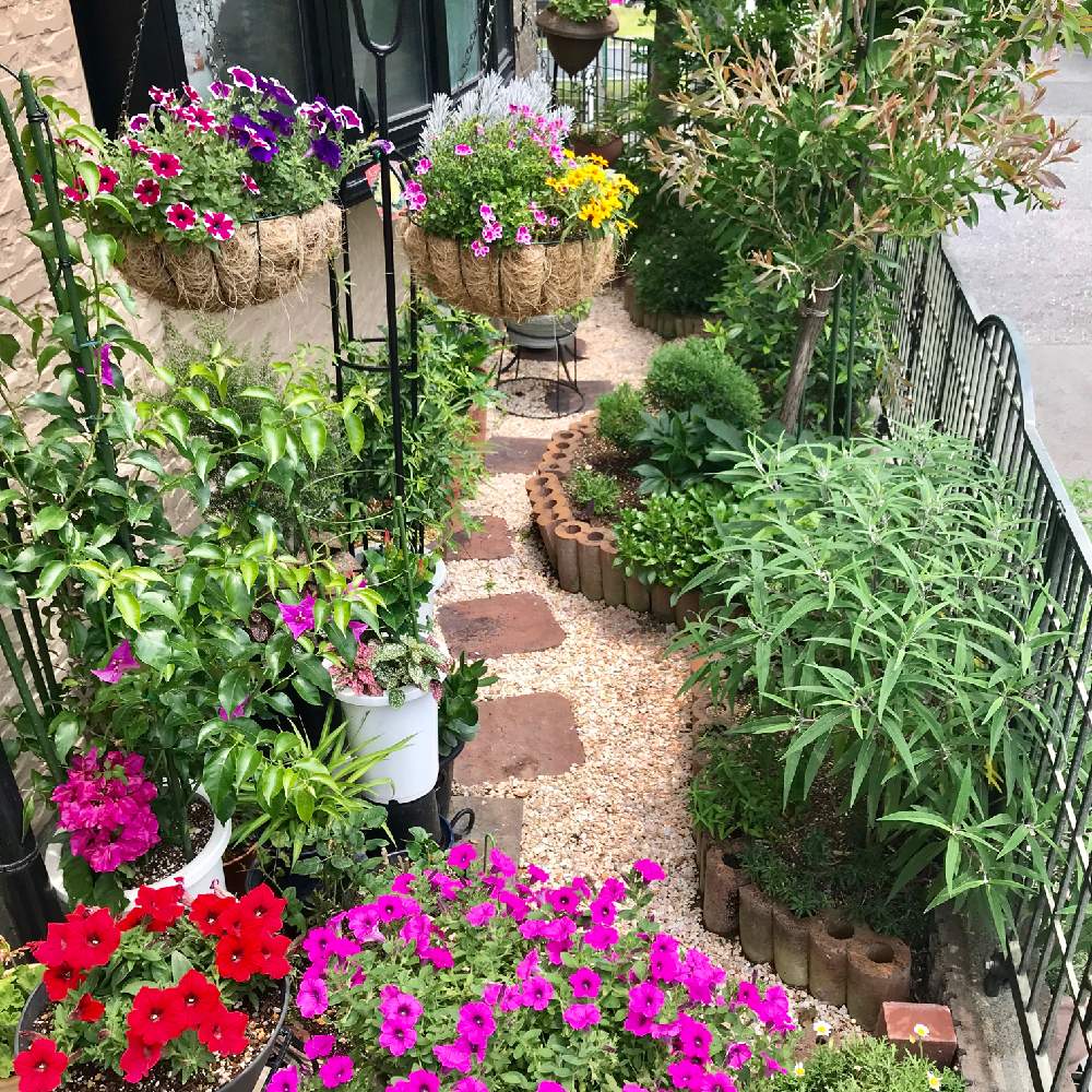 ガーデニングの投稿画像 By さとこさん 花のある暮らしとアメジストセージ と小さな庭づくり 19月6月19日 Greensnap グリーンスナップ