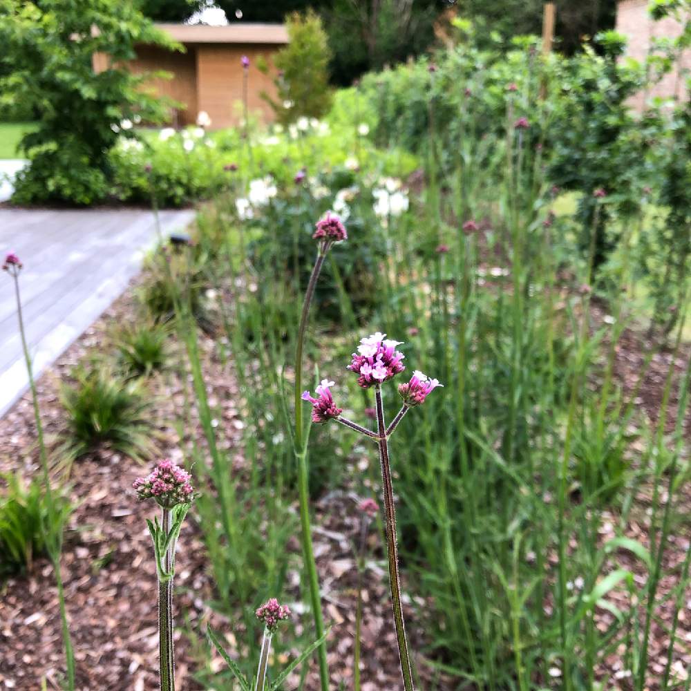 バーベナの投稿画像 By アストランティアさん バーベナ ボナリエンシスと広い庭と花 のある暮らしと海外暮らしとお庭を彩るお花 樹木フォトコンとベルギー暮らしと花のある暮らしと海外暮らしとお庭を彩るお花 樹木フォトコンとベルギー暮らし 19月6月19日