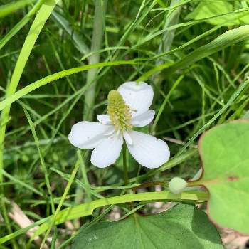 ドクダミ 学名 Houttuynia Cordata ドクダミ科ドクダミ属の多年草 別名 毒溜め 魚腥草 地獄蕎麦の投稿画像一覧 Greensnap グリーンスナップ