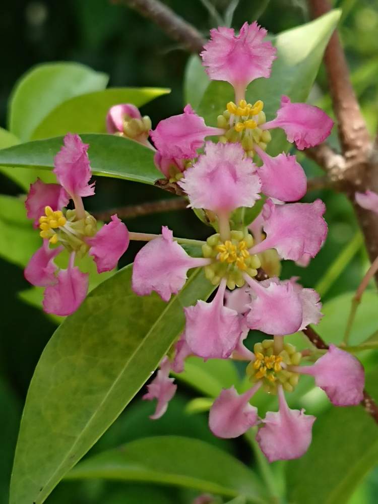 アセロラの投稿画像 By Miccoさん アセロラの花と実のなる植物と今日の一枚と花のある暮らしとピンク色の花 19月6月19日 Greensnap グリーンスナップ