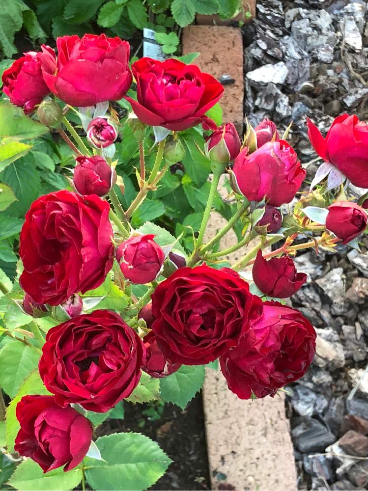 レッドピノキオの投稿画像 By うさこさん 広い庭とバラ フロリバンダとばら バラ 薔薇とマイガーデンともりもりと花のある暮らしとバラ フロリバンダとばら バラ 薔薇とマイガーデンともりもりと花のある暮らし 19月6月19日 Greensnap グリーンスナップ