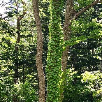 ナツヅタ:蔦の画像 by greengreenstarさん | お出かけ先とナツヅタとブドウ科とナツヅタ:蔦と公園の緑とツタ好き