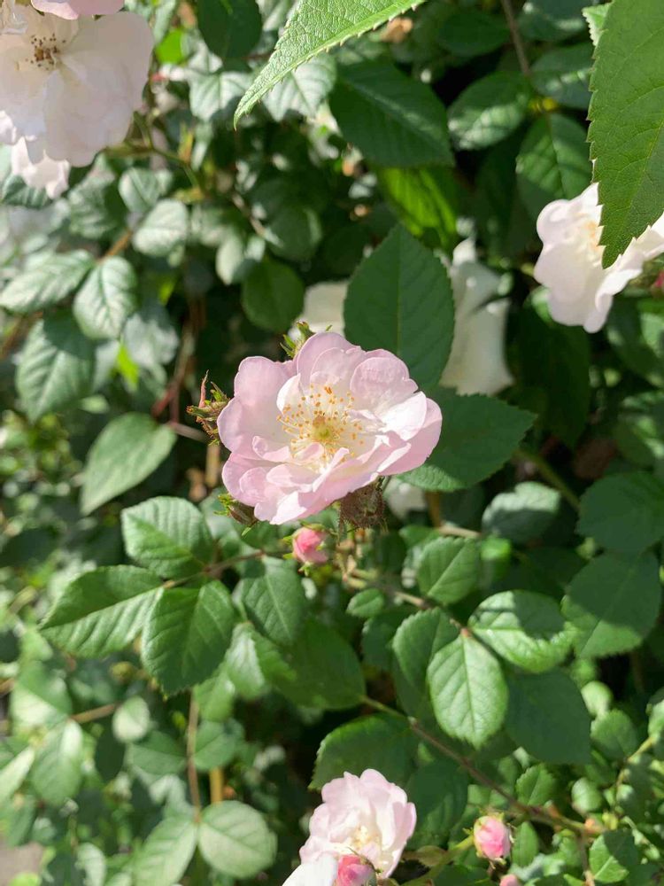 とぱーずさんの山下公園への投稿