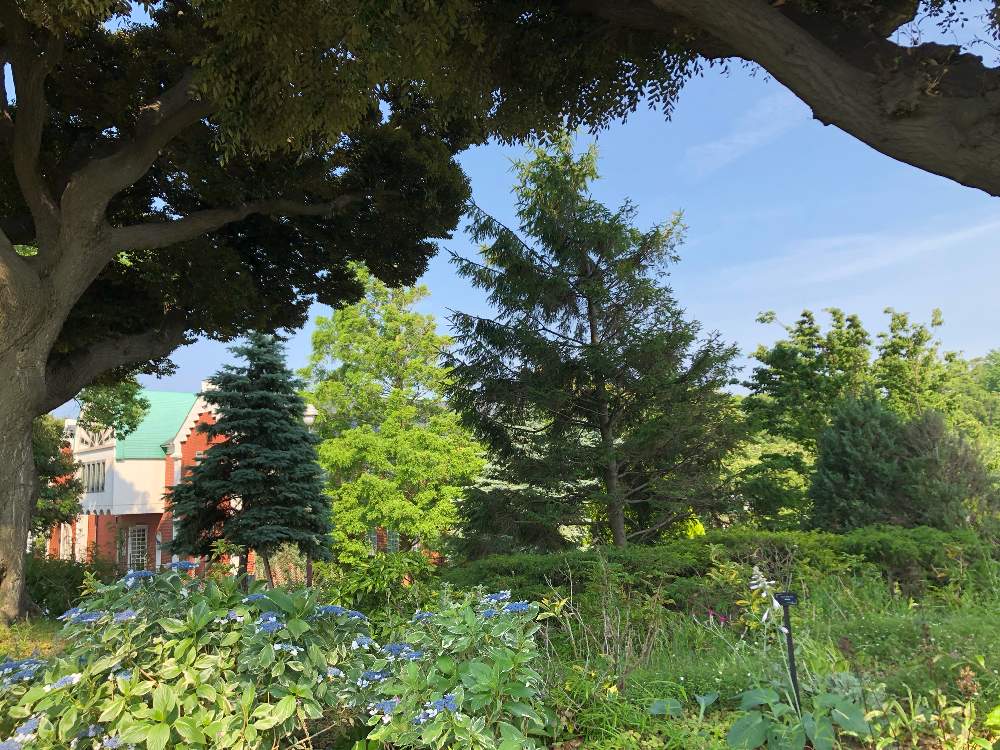 スダジイの投稿画像 By ピノコさん 洋風な建物と植物といろんな葉っぱと散策中と港の見える丘公園と樹木 19月6月19日 Greensnap グリーンスナップ