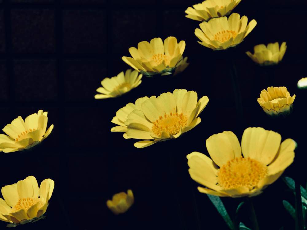 クリサンセマム ムルチコーレの投稿画像 By チョウサンさん 鉢植えと山野草と黄色いお花大好き協会と山野草大好き協会 19月6月日 Greensnap グリーンスナップ