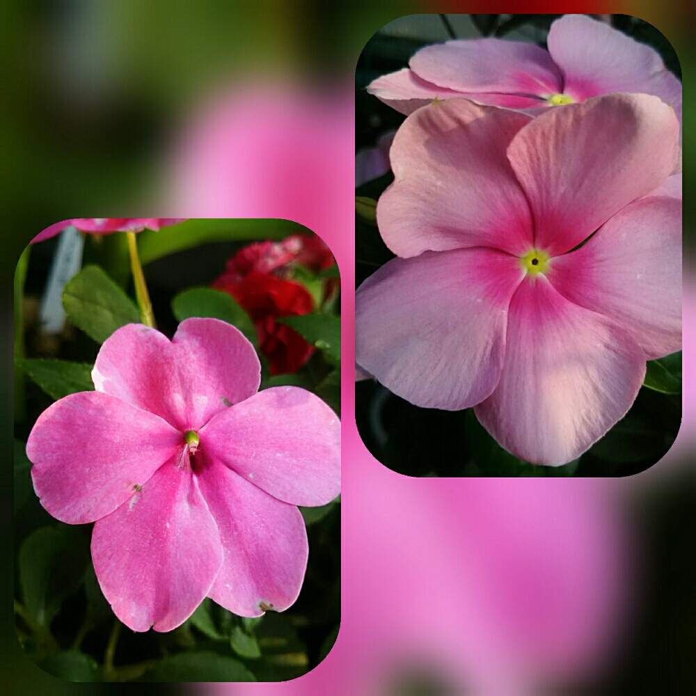 インパチェンスの投稿画像 By Harumamaさん ニチニチソウと狭い庭とばーばのガーデニングと鉢植えと似てるよねと花のある暮らし 19月6月日 Greensnap グリーンスナップ