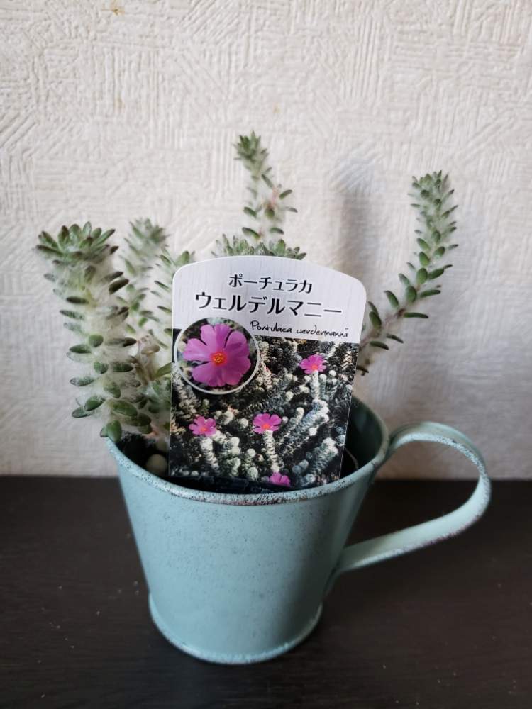 ポーチュラカウェルデルマニーの投稿画像 By りっか Ricca さん ポーチュラカヴェルデマニーとポーチュラカリア ウェルデルマニーと葉っぱのある暮らしとお迎えとお迎えしましたとgs日和 19月6月日 Greensnap グリーンスナップ