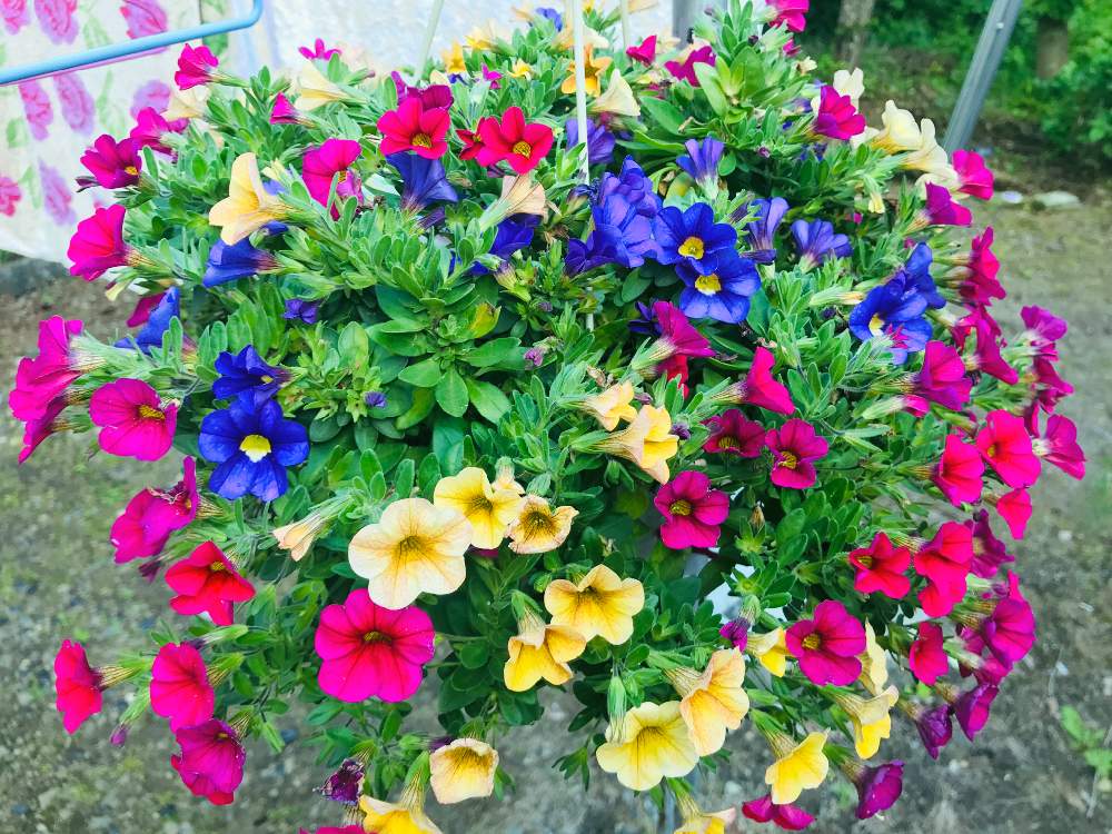 ペチニアの投稿画像 By くわさん 19月6月日 Greensnap グリーンスナップ