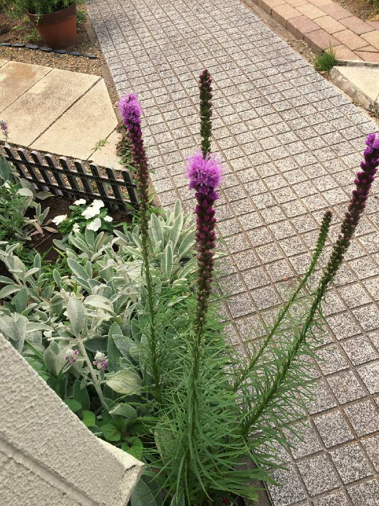 ニチニチソウの投稿画像 By コンタさん ラムズイヤーとリアトリスと小さな庭 19月6月日 Greensnap グリーンスナップ Greensnap グリーンスナップ