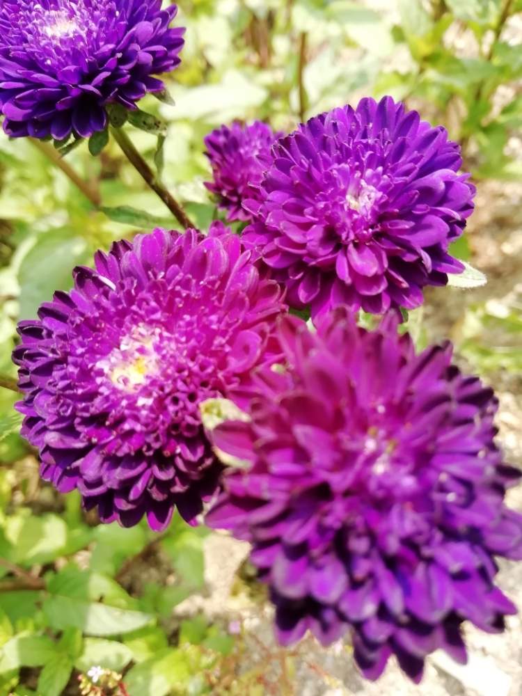 小さな庭の投稿画像 By はなちゃんさん 紫色とポンポン丸いとキク科と夏の切り花と花のある暮らしと地植えと紫色とポンポン丸いとキク科と夏の切り花と花のある暮らしと地植え 19月6月日 Greensnap グリーンスナップ Greensnap グリーンスナップ
