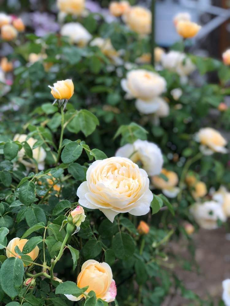 小さな庭の投稿画像 By Makoさん バラ シュラブローズと薔薇に魅せられてとつるバラと薔薇のある暮らし と今日の一枚とバラ ザピルグリムと黄色のバラ とガーデニングと花のある暮らしと薔薇 とバラを楽しむとバラ シュラブローズと薔薇に魅せられてとつるバラと薔薇