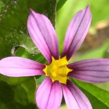 ニワセキショウの花の投稿画像一覧 Greensnap グリーンスナップ