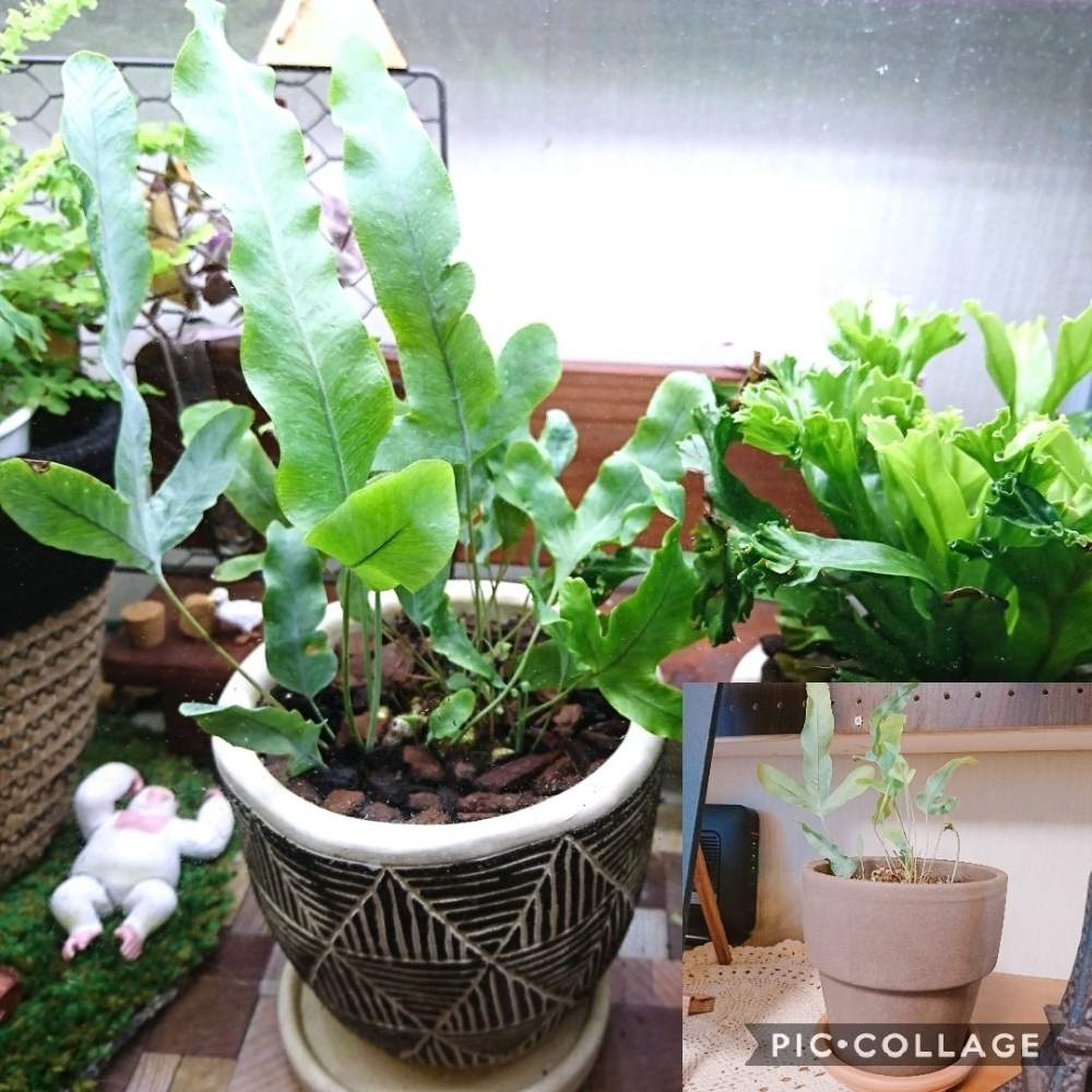 フレボディウム ブルースターの投稿画像 By ミムラさん アスプレニウム レズリーとみどりのある暮らしと観葉植物とボタニカルライフと緑のある暮らしとシダ植物 19月6月日 Greensnap グリーンスナップ