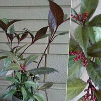 センリョウ,千両 ダークショコラ,千両 ダークショコラ,黒葉千両,黒葉千両(ダークショコラ)の画像