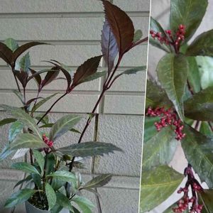 センリョウ,千両 ダークショコラ,千両 ダークショコラ,黒葉千両,黒葉千両(ダークショコラ)の画像