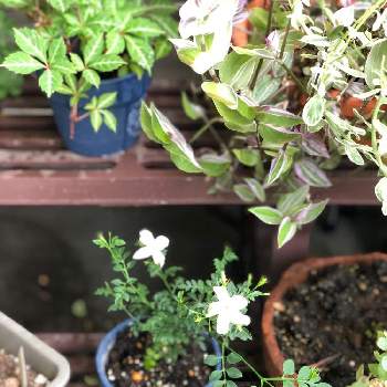 ジャスミンホワイトプリンセスの投稿画像一覧 Greensnap グリーンスナップ