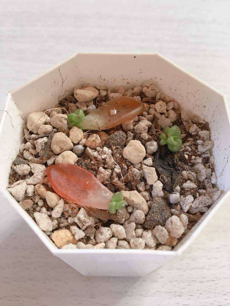 葉挿しの記録 2019/10/04 終了｜🍀GreenSnap（グリーンスナップ）