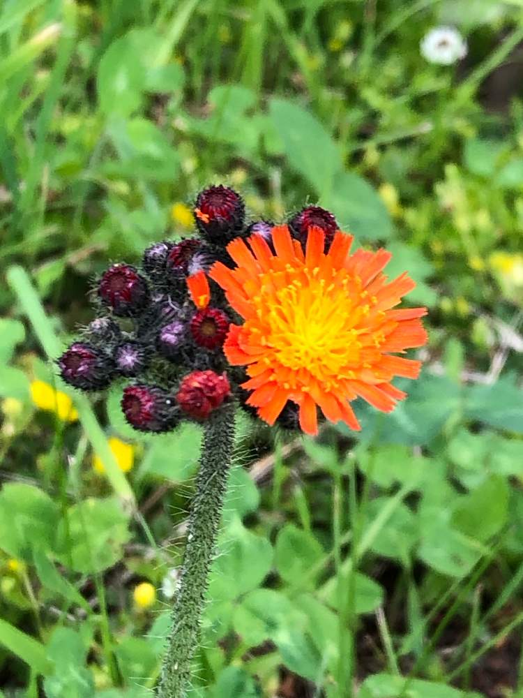 コウリンタンポポの投稿画像 By Heathさん 北海道とオレンジ色の花とエフデギクと山野草とキク科とお出かけ先と多年草と帰化植物と北海道とオレンジ色の花と山野草とキク科と多年草と帰化植物 19月6月日 Greensnap グリーンスナップ Greensnap グリーン