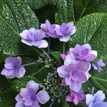 挿し木1年目で開花の投稿画像一覧 Greensnap グリーンスナップ