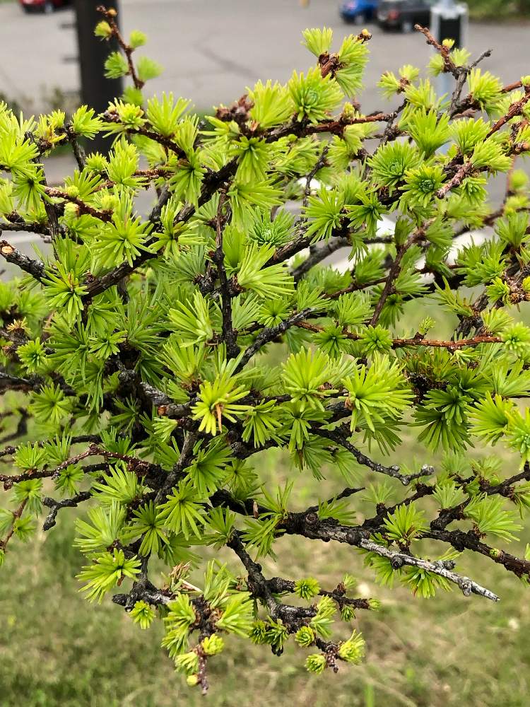 カラマツの投稿画像 By Heathさん 北海道と日本固有種とマツ科と落葉針葉樹 19月6月日 Greensnap グリーンスナップ