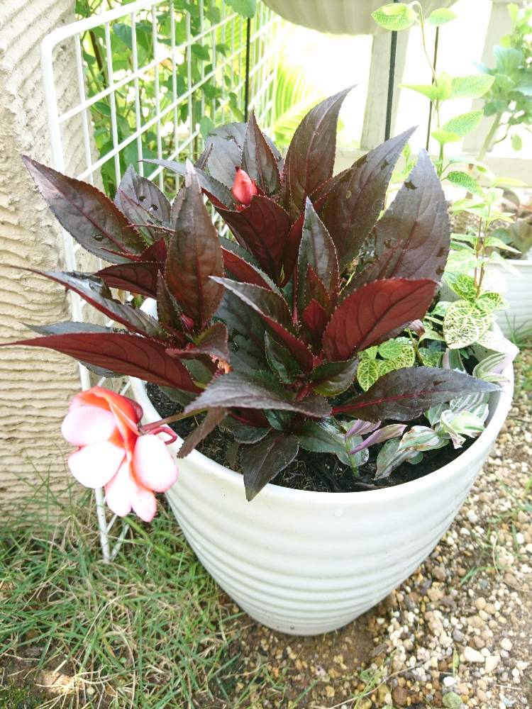 ゴールデンハニーサックルの投稿画像 By きいさん ニューギニアインパチェンスとトラディスカンチア ラベンダーと寄せ植えと花のある暮らし 19月6月日 Greensnap グリーンスナップ