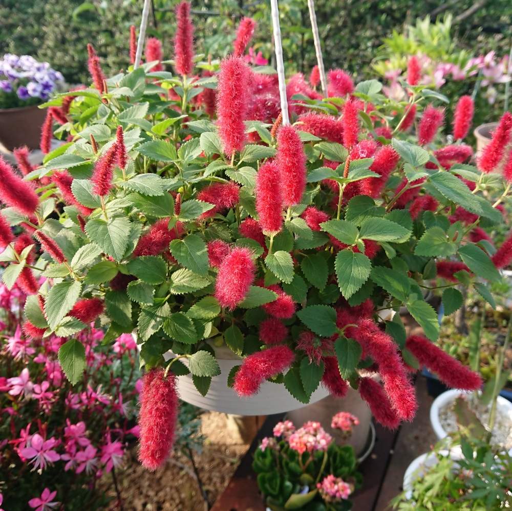 キャットテールの投稿画像 By Hideさん ３年目と今日の一枚と吊り鉢とガーデニングと花のある暮らし 19月6月日 Greensnap グリーンスナップ