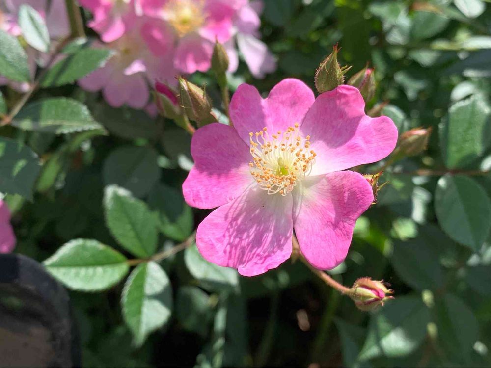 とぱーずさんの山下公園への投稿