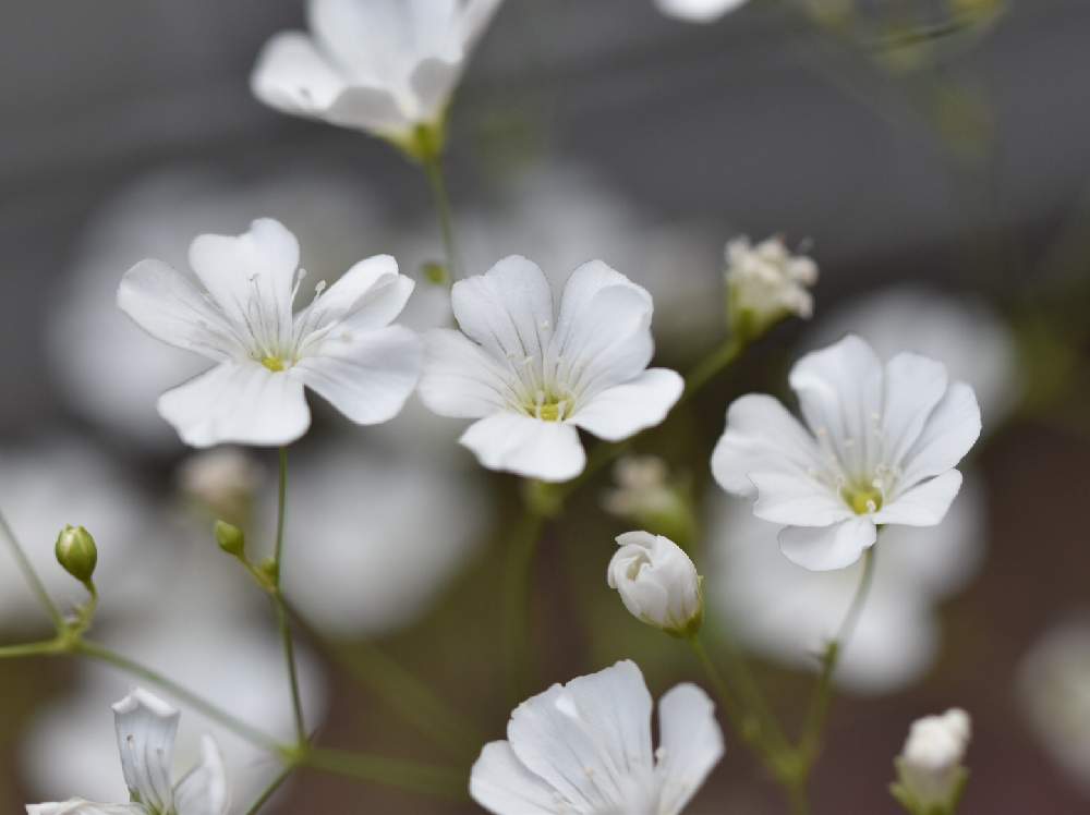 カスミソウの投稿画像 By Senchanさん 花のある暮らしと仕事先の花壇 19月6月日 Greensnap グリーンスナップ