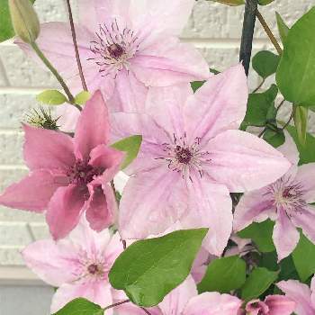 クレマチスピンクファンタジー の投稿画像一覧 Greensnap グリーンスナップ