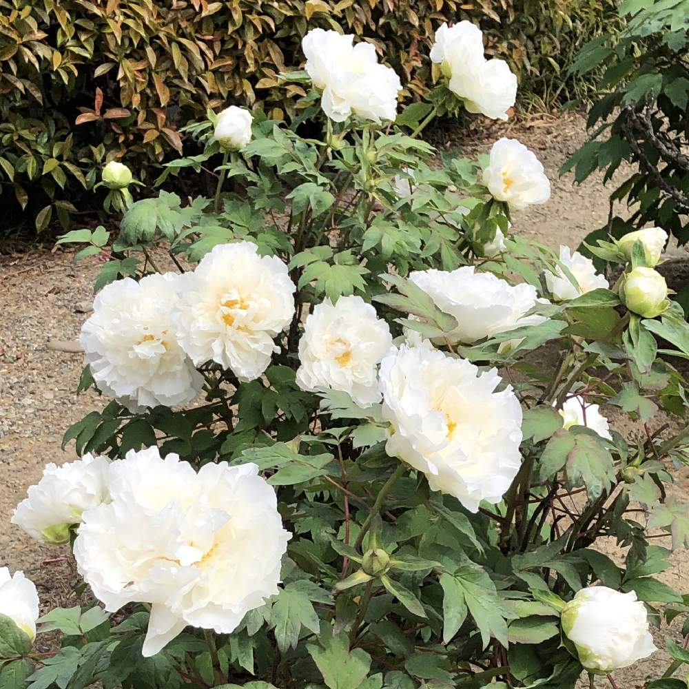 ボタンの投稿画像 By Kota1さん 牡丹と白い花と八重咲き 19月6月日 Greensnap グリーンスナップ