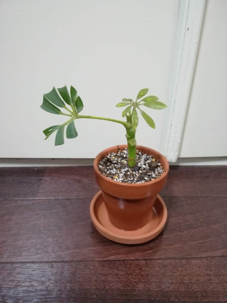 シェフレラ成長記録 Greensnap グリーンスナップ