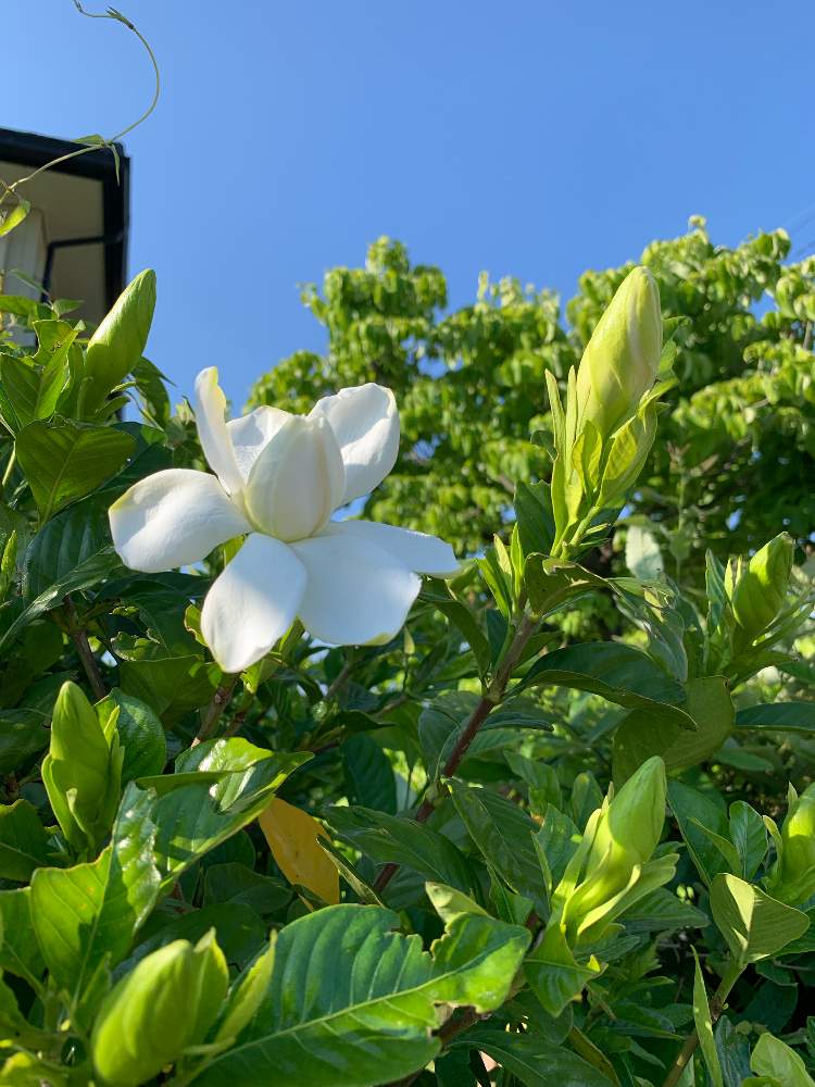 クチナシの投稿画像 By Renoさん 白い花と季節を感じる とあまい香り 19月6月21日 Greensnap グリーンスナップ