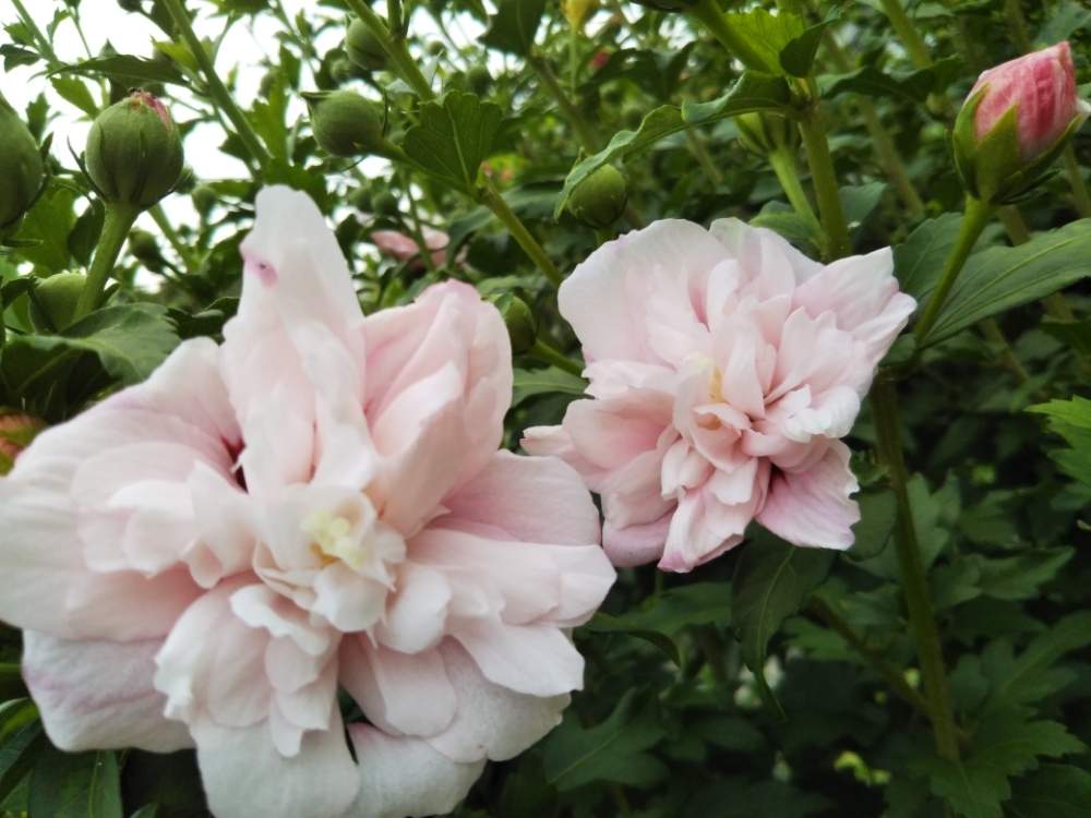 ムクゲ 八重の投稿画像 By すずさん ピンクの花と八重の花とムクゲの花と夏の花と花のある暮らし 19月6月21日 Greensnap グリーンスナップ