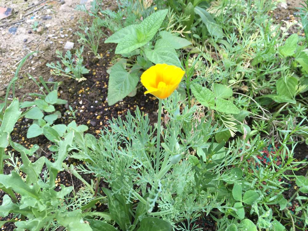 綺麗なカリフォルニア 花 最高の花の画像