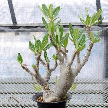 パキポディウムロスラーツムの投稿画像一覧 Greensnap グリーンスナップ