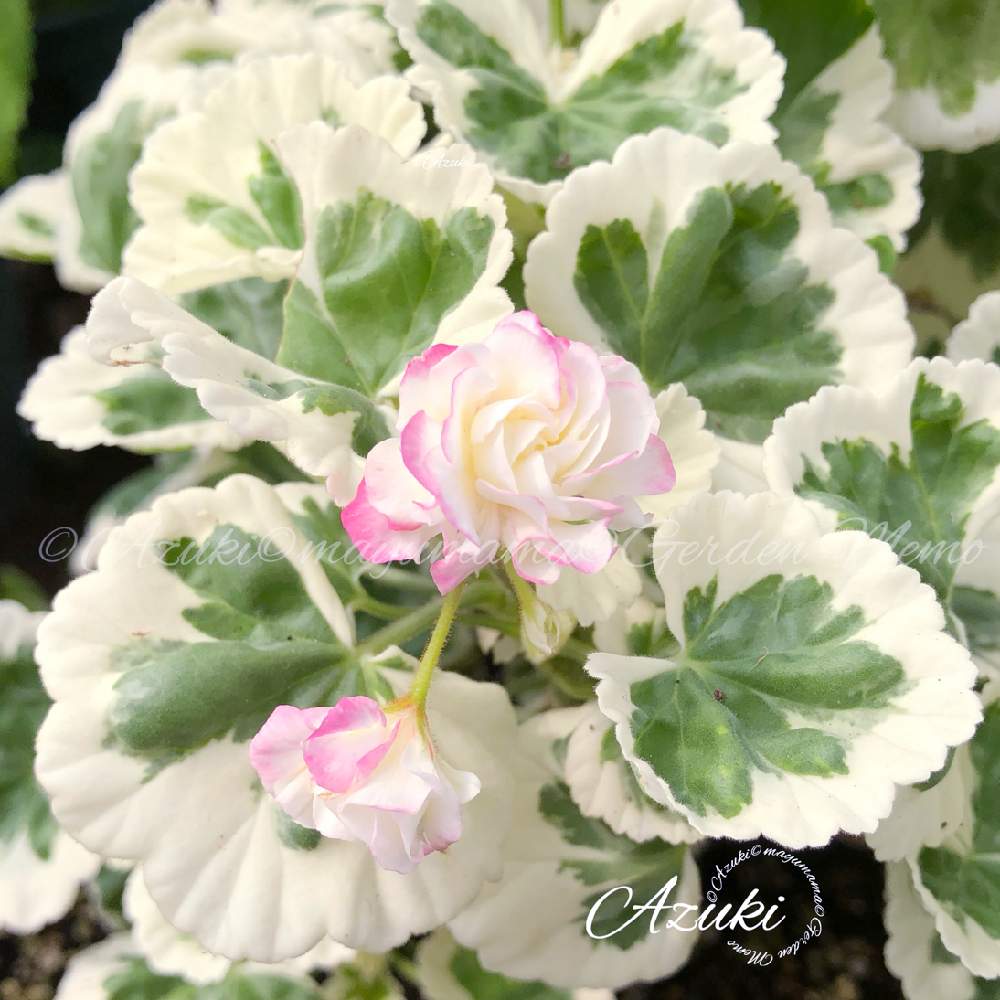 ゼラニウムの投稿画像 By あずきさん 八重咲きゼラニウムと小さな庭とガーデニングと花のある暮らしと斑入りゼラニウム とお庭を彩るお花 樹木フォトコンとガーデニングと花のある暮らしと斑入りゼラニウムとお庭を彩るお花 樹木フォトコン 19月6月21日