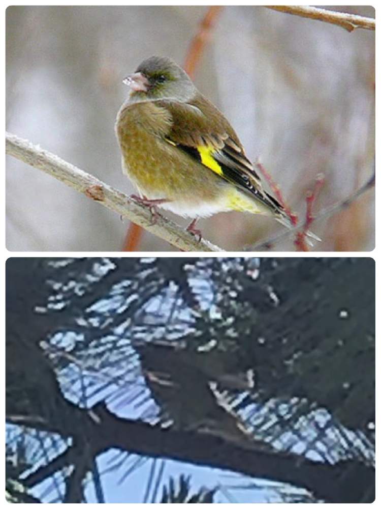 かわいいこたちの投稿画像 By コーンフラワー さん 可愛い鳥たちとカワラヒワ 19月6月21日 Greensnap グリーンスナップ