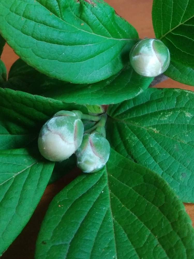 シャラの木 夏椿の投稿画像 By ミエコさん シャラの蕾と小さな庭と大木と北の大地北海道と花のある暮らしと頑張れ えっこと白い花と大木と北の大地北海道と 花のある暮らしと頑張れ えっこと白い花 19月6月21日 Greensnap グリーンスナップ Greensnap