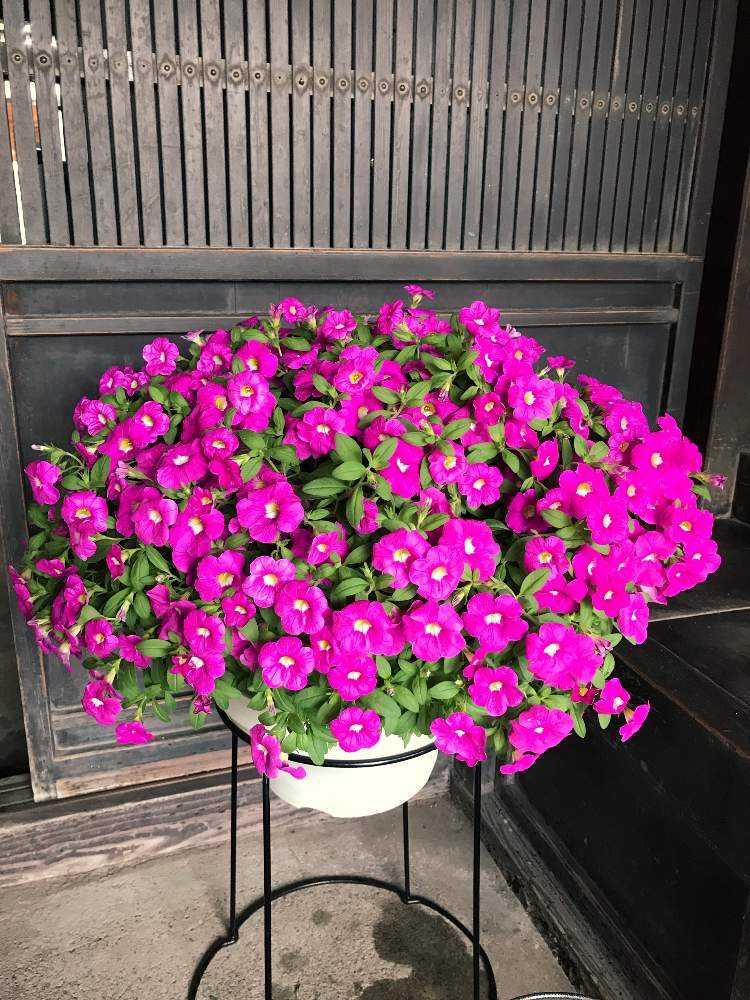 冬越しミリオンベル大輪その後 Greensnap グリーンスナップ 冬越しミリオンベル大輪その後 Greensnap グリーンスナップ