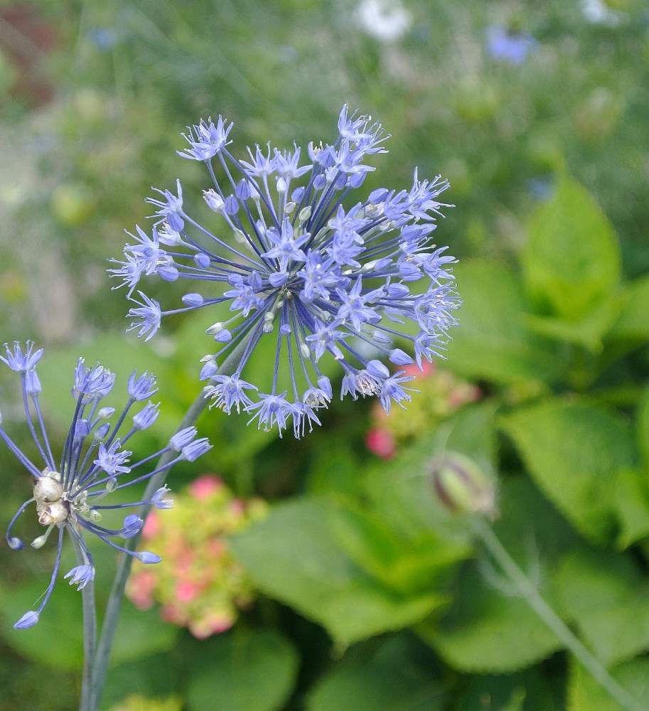 アジサイの投稿画像 By あおぞらさん アリウムと青い花と梅雨と鉢植えと小花と青い花マニアと球根植物 19月6月21日 Greensnap グリーンスナップ